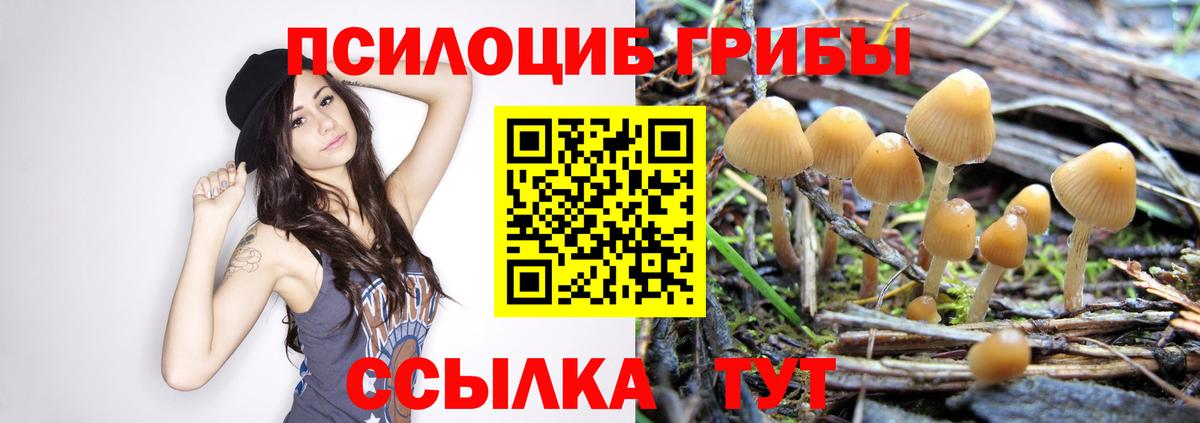 Псилоцибиновые грибы мицелий  Вход с VPN  Гусев 